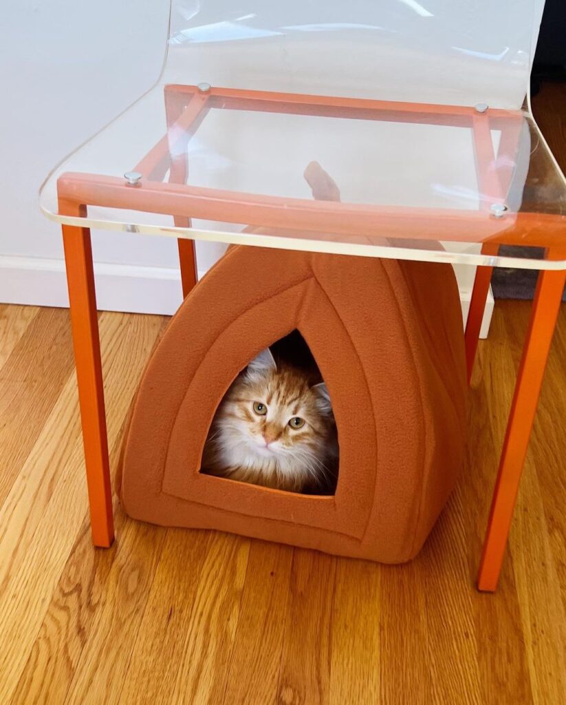 Modern Cat House Designs