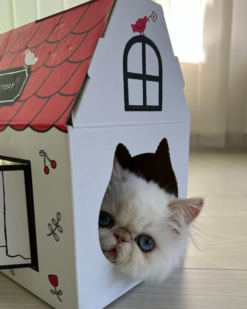 Modern Cat House Designs